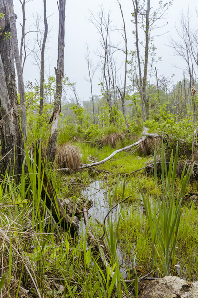 Foggy Swamp - Photo, Image