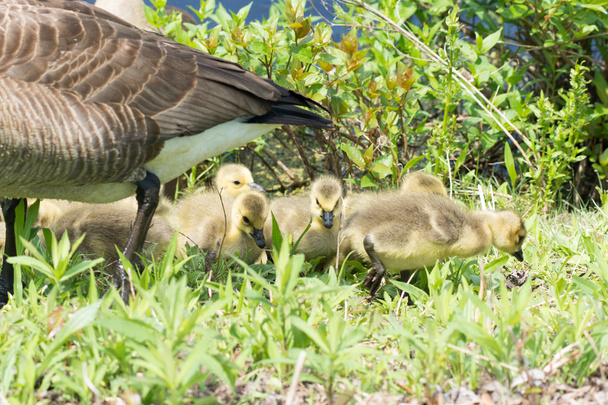 kanadanhanhi goslings - Valokuva, kuva