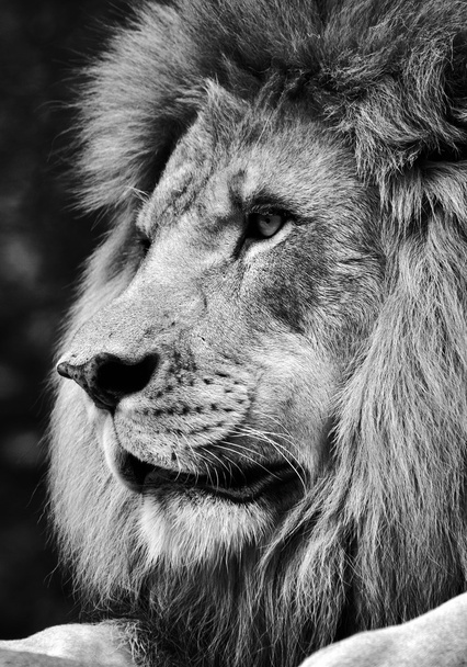 kontrastreiches Schwarz-Weiß eines kräftigen männlichen Löwengesichts - Foto, Bild