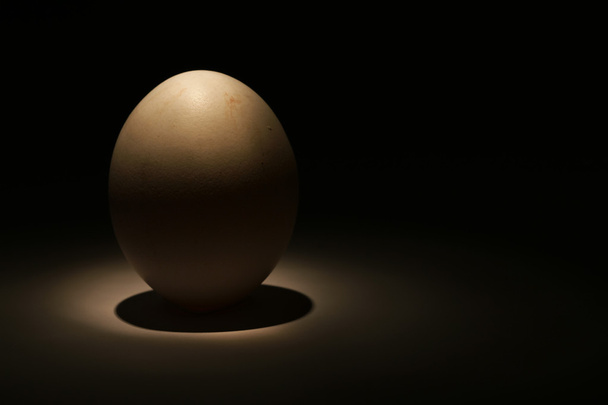 one egg in dark - Φωτογραφία, εικόνα
