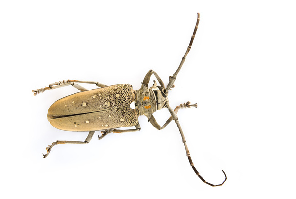 Escarabajos de cuerno largo
 - Foto, imagen