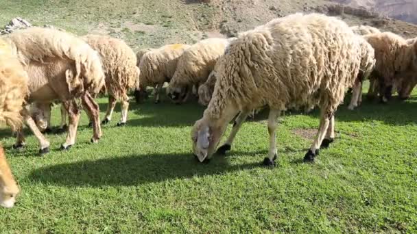 sheep on a meadow 4 - Footage, Video
