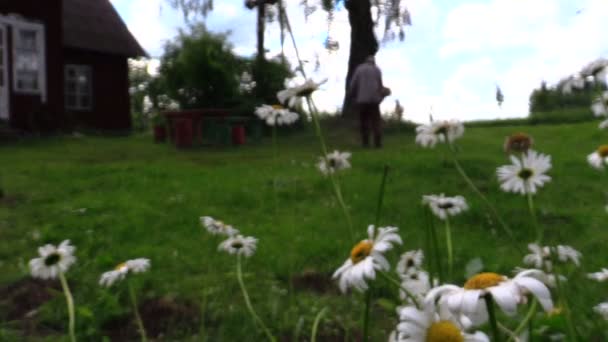 Květy sedmikrásky a farmář muž sekat trávník zastřihovačem poblíž domu - Záběry, video