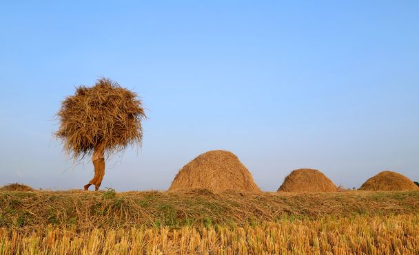 Bangladais homme porte nouvellement la récolte
 - Photo, image