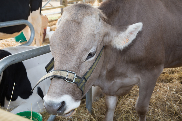 Head of a cow inside in the farm - Foto, Bild