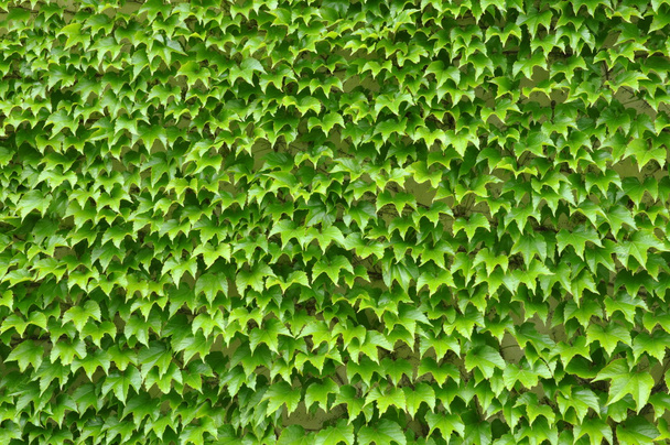 Zöld borostyán levelek fal - Fotó, kép