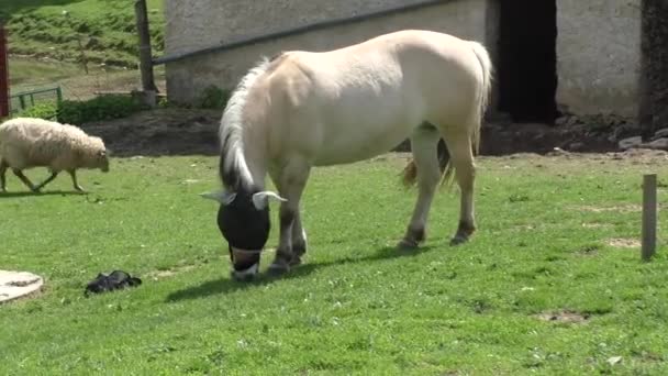 Paard grazen in een weiland in de warme middag zon - Video