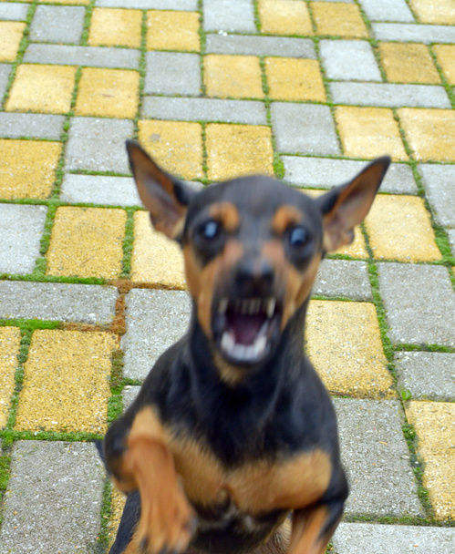 Cane arrabbiato con i denti scoperti
 - Foto, immagini