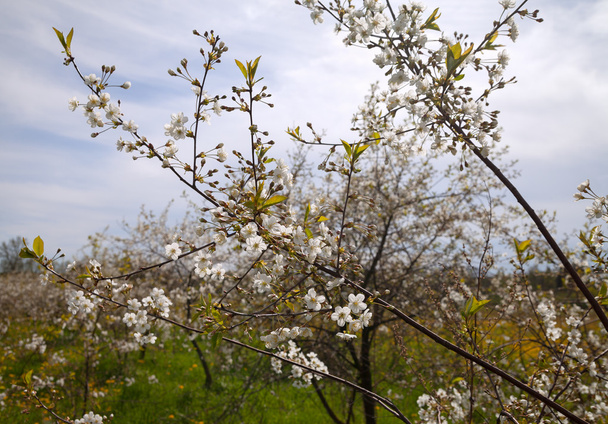 Floraison des cerisiers
. - Photo, image