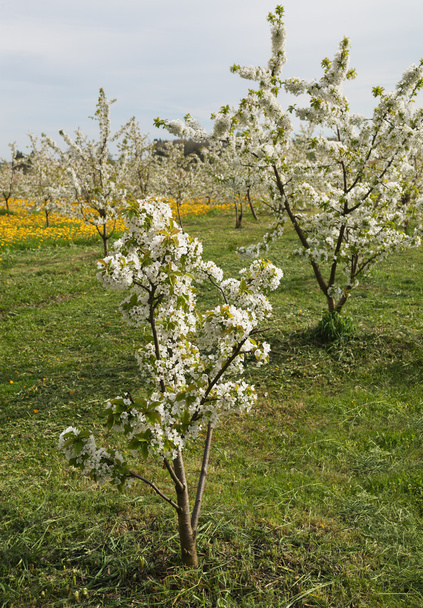 A virágzás a cseresznye fák. - Fotó, kép