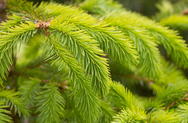 Fresh twigs of the pine tree. - Photo, Image