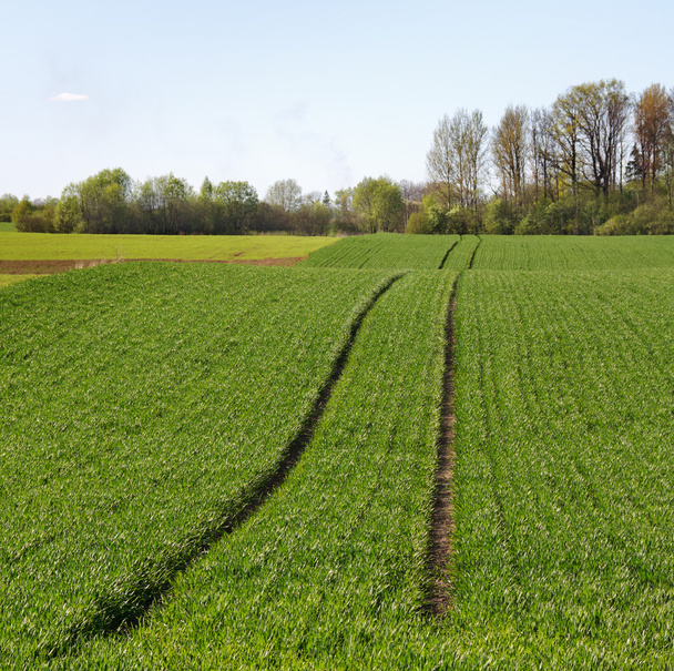 Growing wheat. - Fotografie, Obrázek