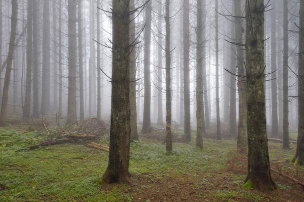 Pine forest with fog. - Photo, image