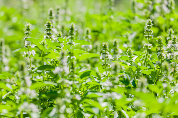 The basil field with flowers herb for aromatherapy . - Photo, Image