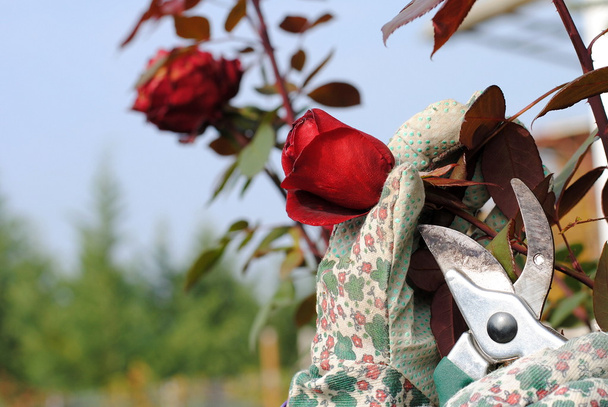 Mano con guantes de jardín recorta una rosa
 - Foto, Imagen