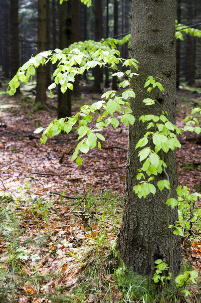 Kayın ağacı bahar - Fotoğraf, Görsel