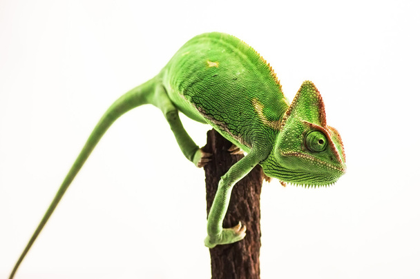 Zeleného chameleona (Chamaeleo calyptratus) izolované ona bílé pozadí - Fotografie, Obrázek