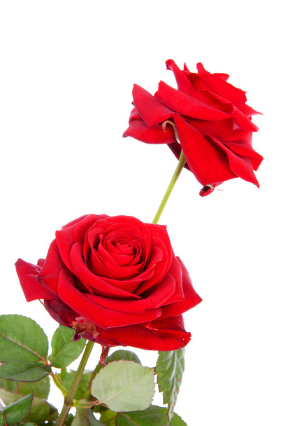 Two red roses - Foto, Imagem