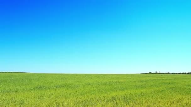 groen veld en blauwe lucht - Video