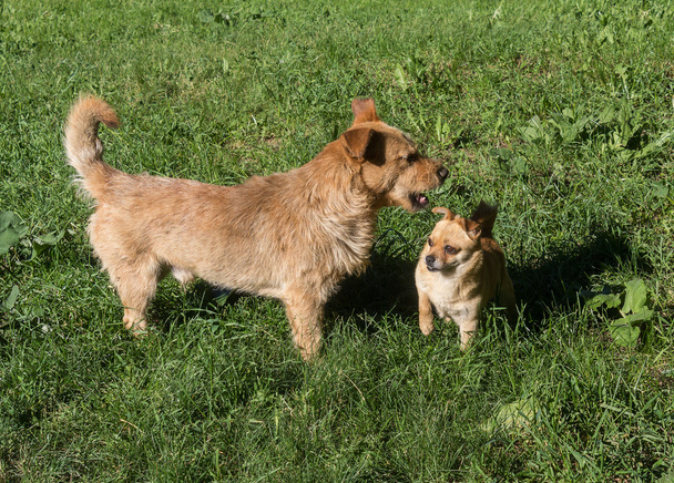 Encontro de dois cães vermelhos. O conflito sobre o território
 - Foto, Imagem