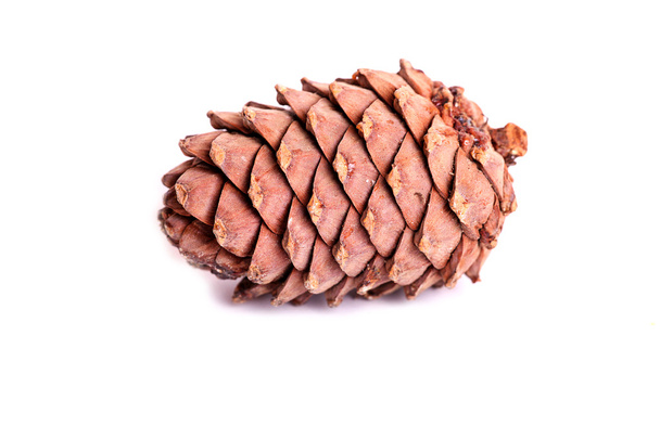 Pine cone - Фото, изображение