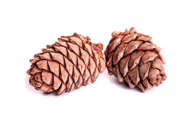 Pine cones - Φωτογραφία, εικόνα