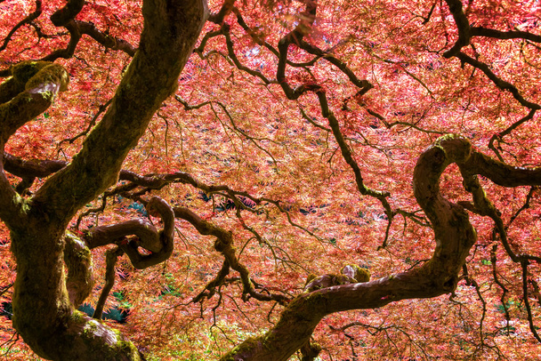 Rode Japans Maple Tree - Foto, afbeelding