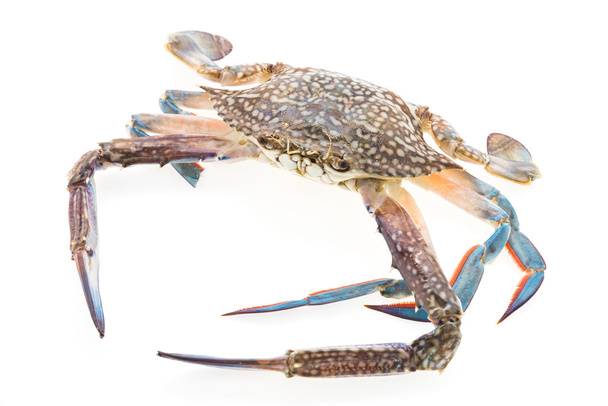 crabe de mer brut
 - Photo, image