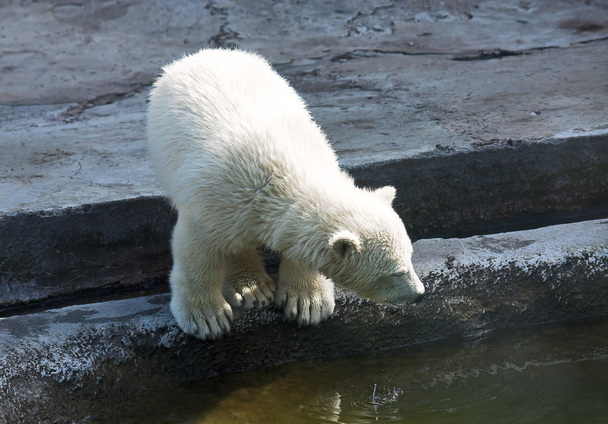Little polar bear - Fotografie, Obrázek