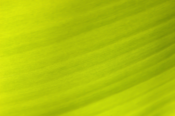 υφή φόντου του οπίσθιου φωτισμού φρέσκο πράσινων µπανανών lea - Φωτογραφία, εικόνα