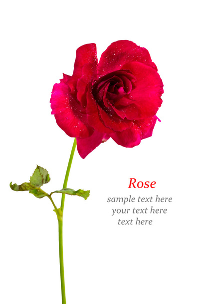 Red rose isolated - Zdjęcie, obraz