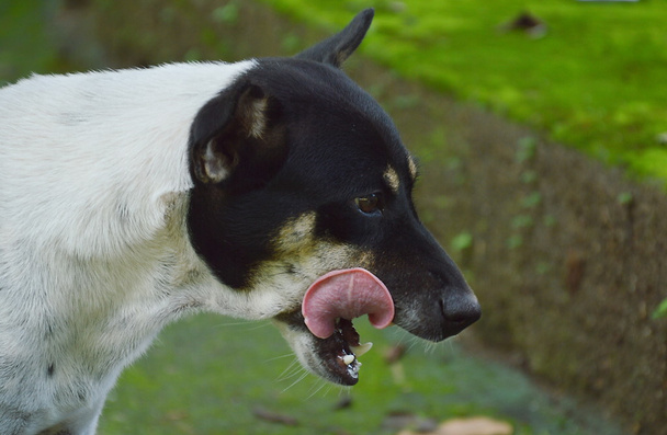 Hund leckt sich die Lippen nach Futter - Foto, Bild