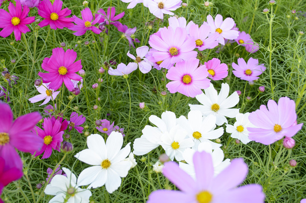 kozmosz virág - Fotó, kép