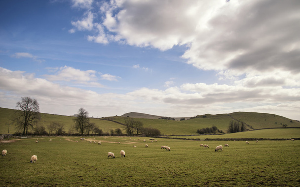 Ovejas en el paisaje de la granja en el día soleado en Peak District Reino Unido
 - Foto, Imagen