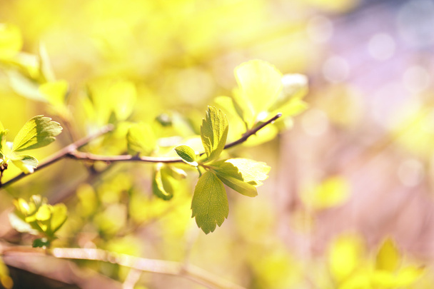 Fresh spring leaves on branch, close up - Фото, изображение