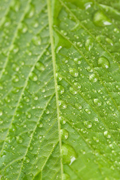 Beautiful green leaf - Foto, afbeelding