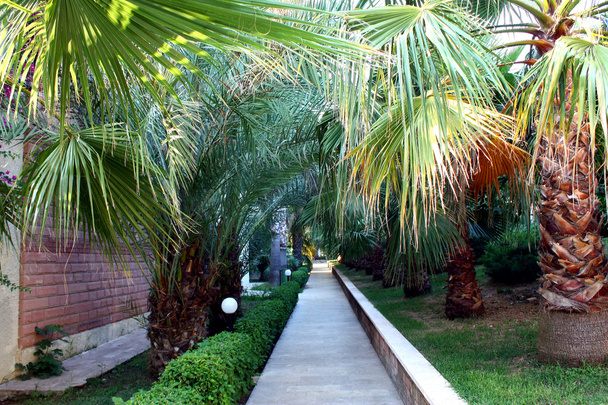 Jardin de palmiers dans un hôtel exotique resort
 - Photo, image