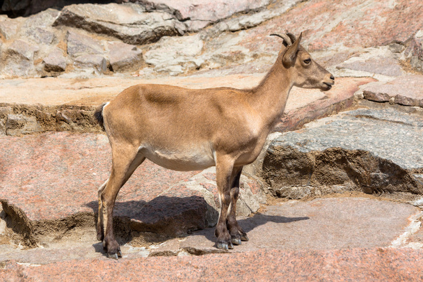 Goat - Fotoğraf, Görsel