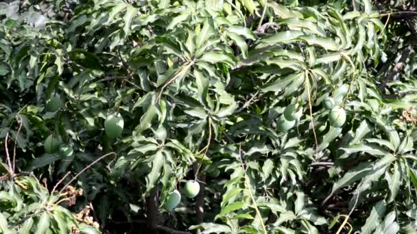Liść drzewa mango wahadłowy na wietrze - Materiał filmowy, wideo