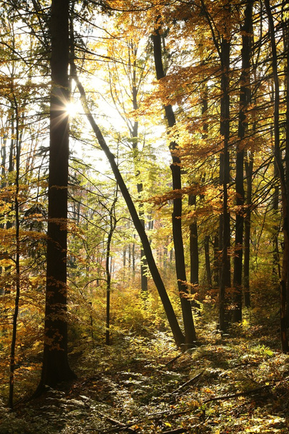Autumn forest in the sunshine - Foto, Imagem