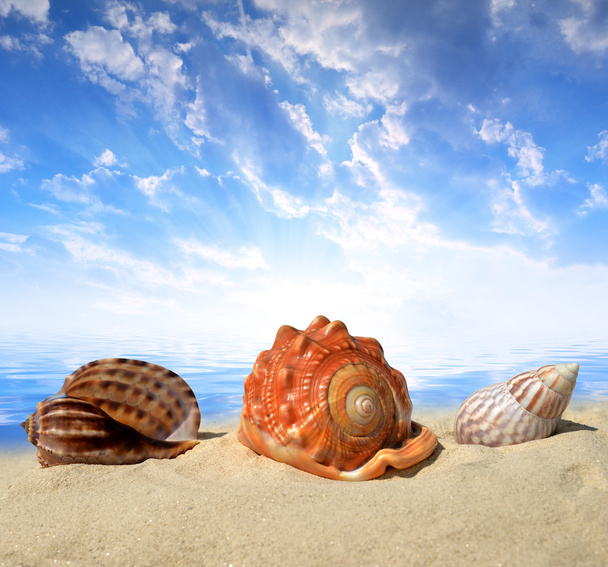 Conchas marinas en la playa
 - Foto, imagen