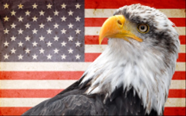 Águila calva norteamericana
 - Foto, imagen