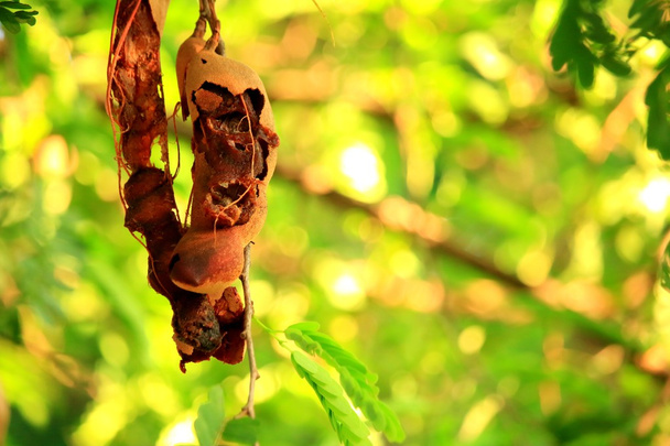 Tamarind na stromě - Fotografie, Obrázek