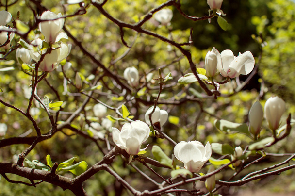 Flowering magnolia tree with white flowers - Foto, Bild