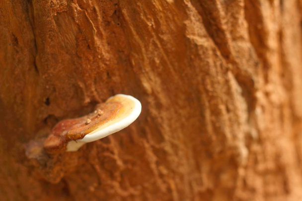 Witte champignons de natuurlijk voorkomende in het bos - Foto, afbeelding