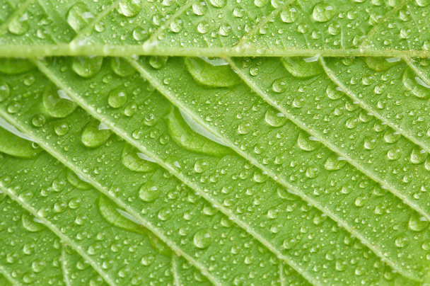 Beautiful green leaf with water drops close up - Foto, Imagen