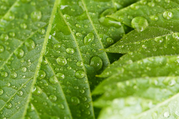 Beautiful green leaves with water drops close up - Zdjęcie, obraz