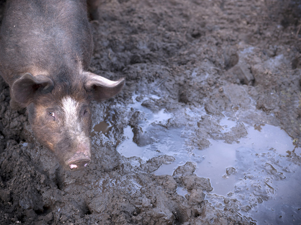 Porco na lama
 - Foto, Imagem