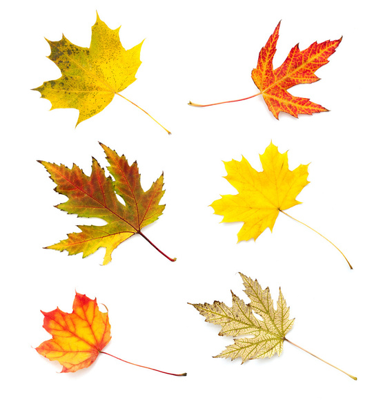 Colección de hojas de otoño aisladas sobre fondo blanco
 - Foto, Imagen