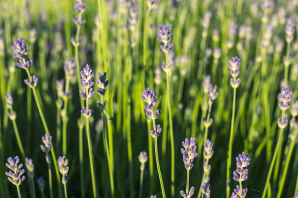 Lavender flowers - Foto, afbeelding